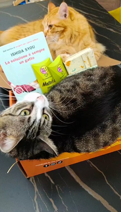 La box personalizzata di @lucybooktok87, con «La soluzione è sempre un gatto»